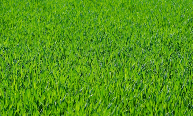 sztuczna trawa na tarasie