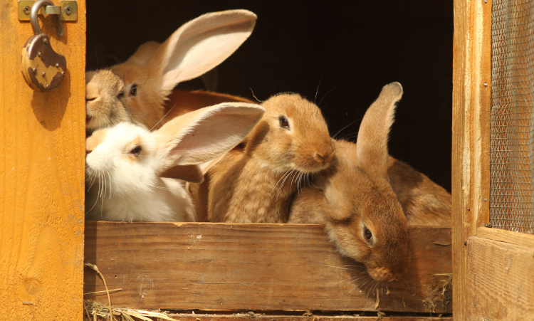 klatki dla królików