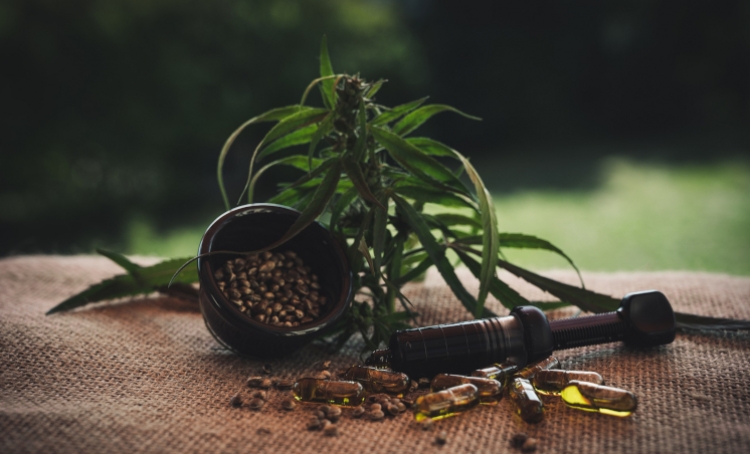  Cannabis Samen auf sensoryseeds