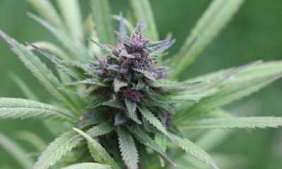 Master Kush