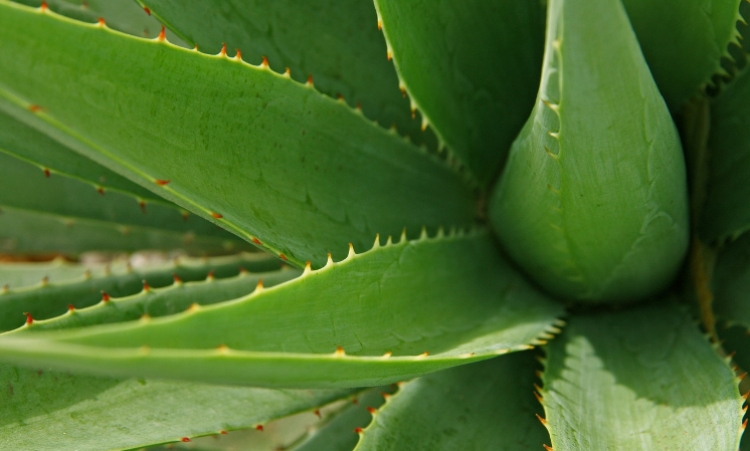 Aloes - niezwykła roślina
