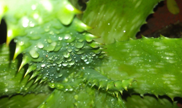 Aloe vera, un milagro para la piel