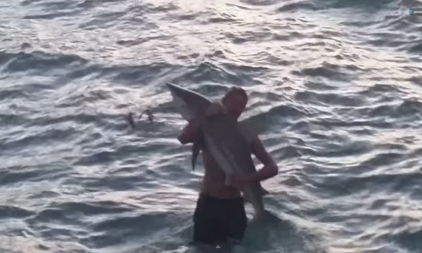 Szalony facet łapie rekina gołymi rękami