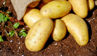 Kosiarka bijakowa i kopaczka do ziemniaków – jakie mają zastosowania?